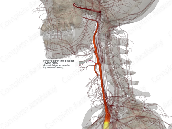 Infrahyoid Branch of Superior Thyroid Artery (Right)