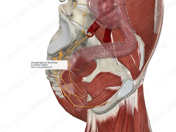 Interganglionic Branches (Lumbar; Right)