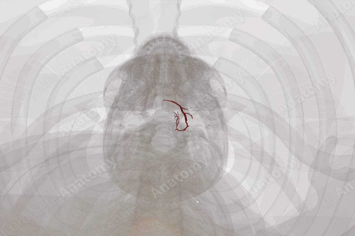 Arteries of Thyroid Gland (Left)