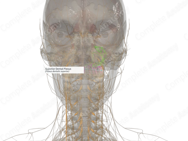 Superior Dental Plexus (Right)