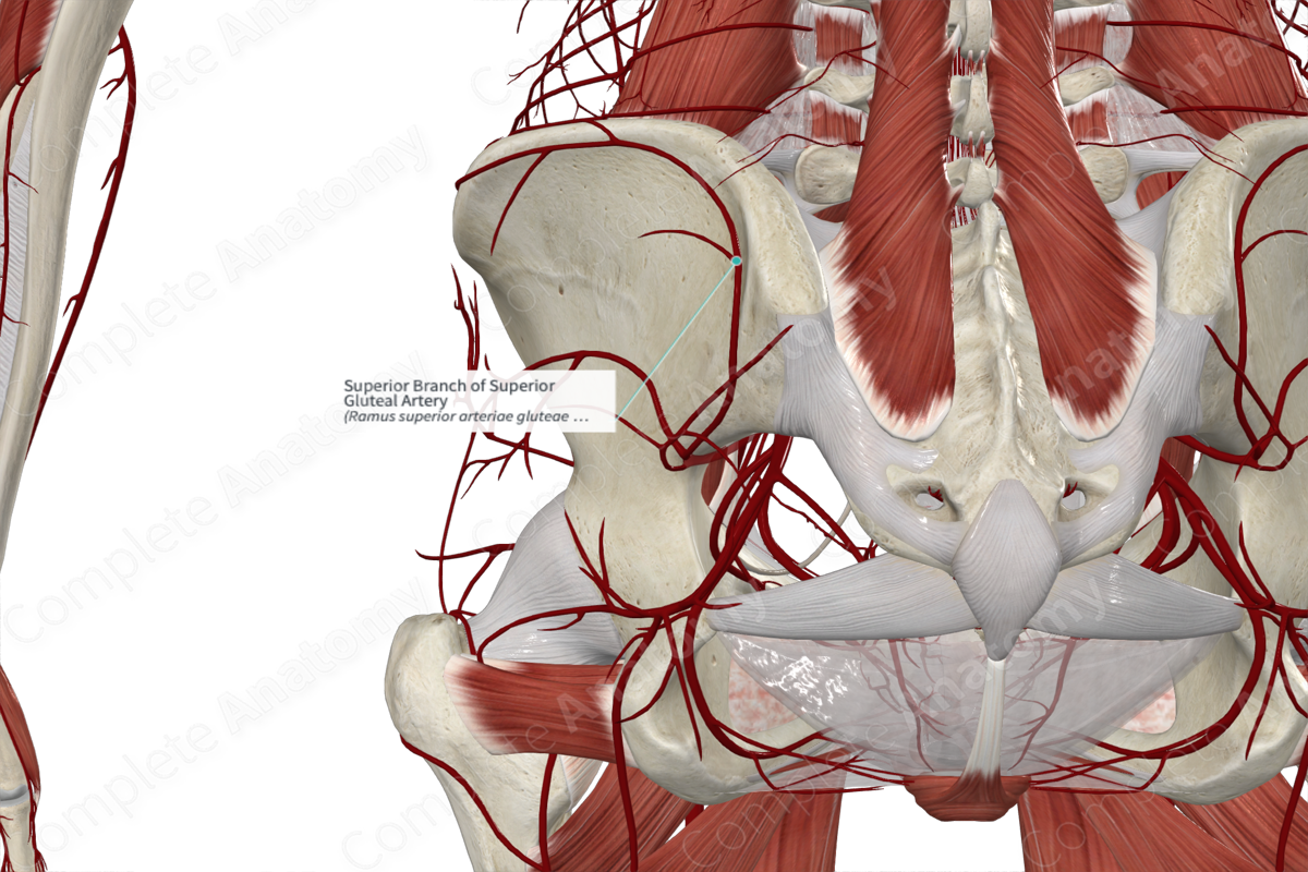 Superior Branch of Superior Gluteal Artery 