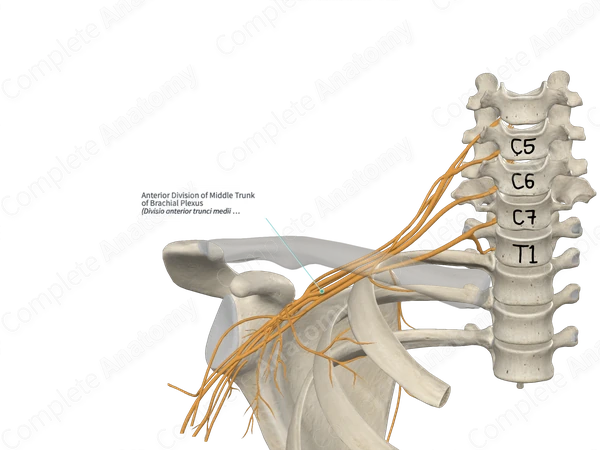 Anterior Division of Middle Trunk of Brachial Plexus