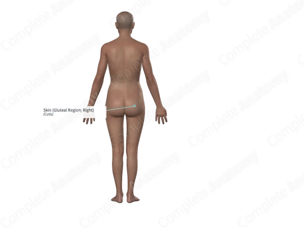 Skin (Gluteal Region; Right)
