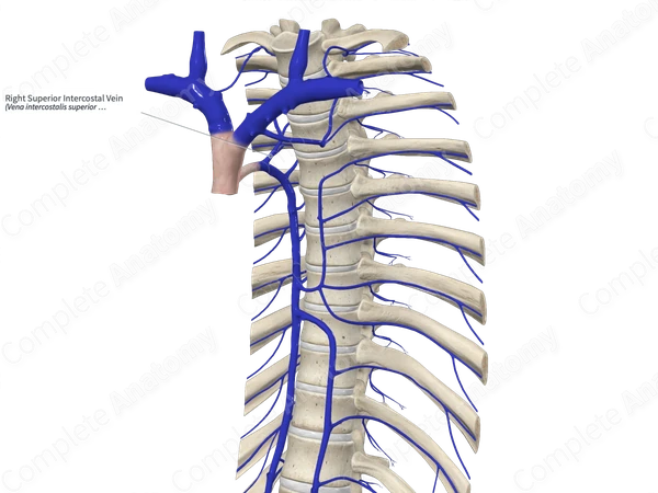 Right Superior Intercostal Vein
