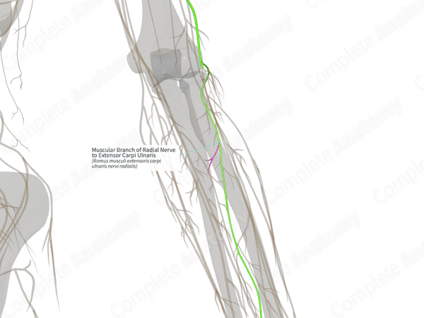Muscular Branch of Radial Nerve to Extensor Carpi Ulnaris (Right)