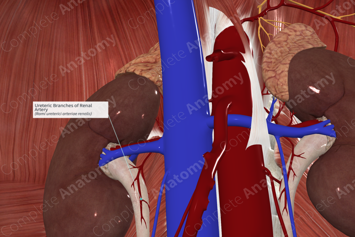 Ureteric Branches of Renal Artery 