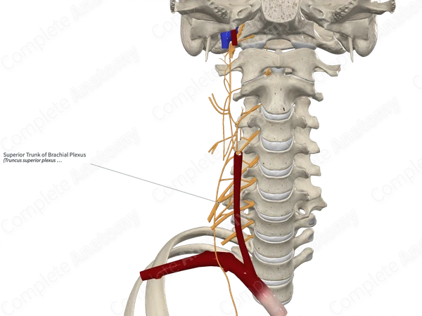 Superior Trunk of Brachial Plexus 