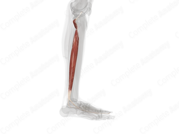 Deep Part of Posterior Compartment of Leg (Left)