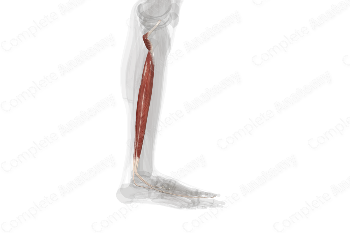 Deep Part of Posterior Compartment of Leg (Left)