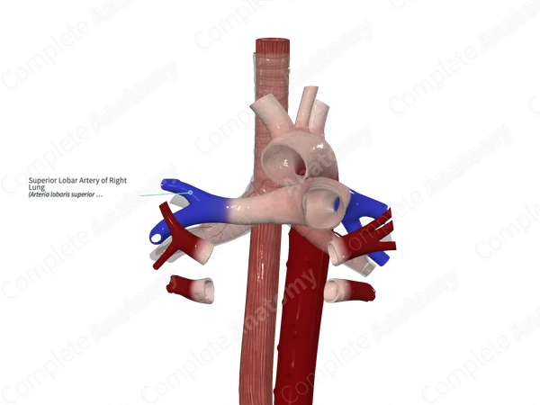 Superior Lobar Artery of Right Lung