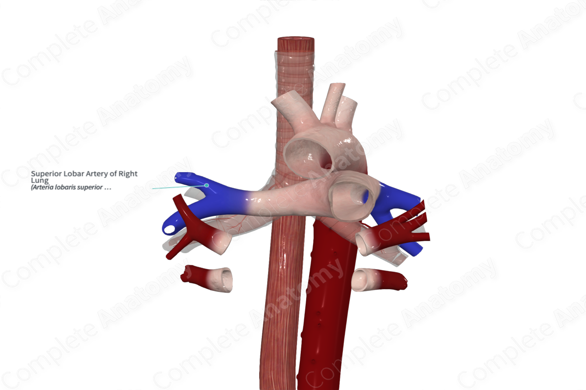Superior Lobar Artery of Right Lung