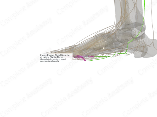 Proper Plantar Digital Branches of Lateral Plantar Nerve (Right)