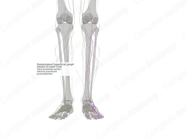 Posterolateral Superficial Lymph Vessels of Lower Limb (Right)