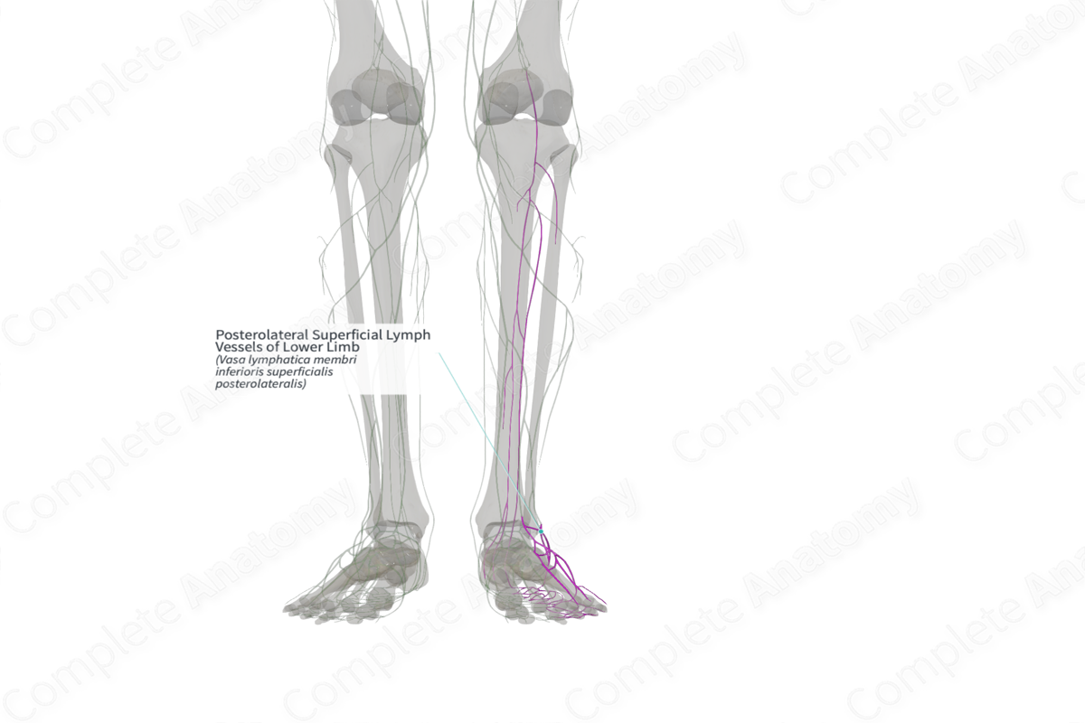 Posterolateral Superficial Lymph Vessels of Lower Limb (Right)