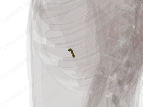 Cystic Duct
