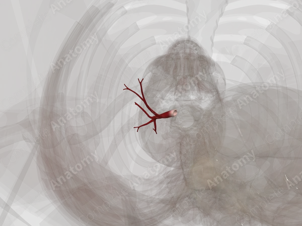 Pulmonary Veins of Superior and Middle Lobes of Right Lung