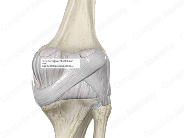 Posterior Ligament of Fibular Head