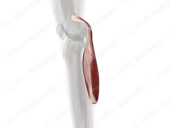 Gastrocnemius Muscle (Left)