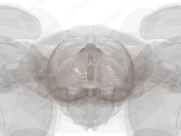 Perineal Fascia