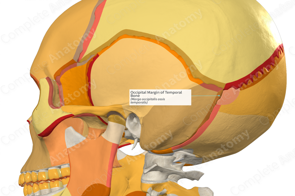 Occipital Margin of Temporal Bone