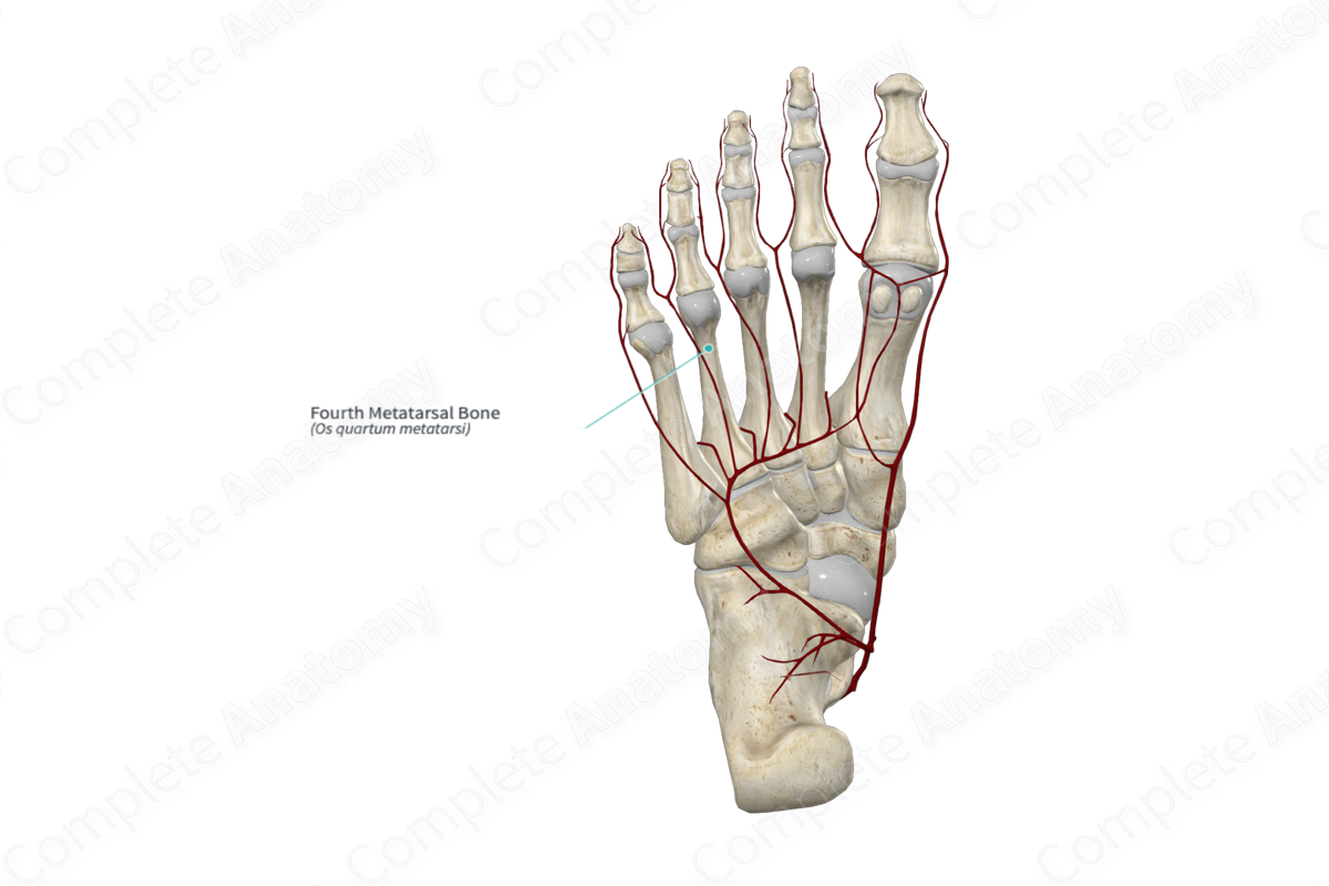 Ｂｏｎｅ　Ｊｏｉｎｔ　Ｎｅｒｖｅ ４-２/ア-クメディア（単行本） Fourth Metatarsal Bone | Complete Anatomy