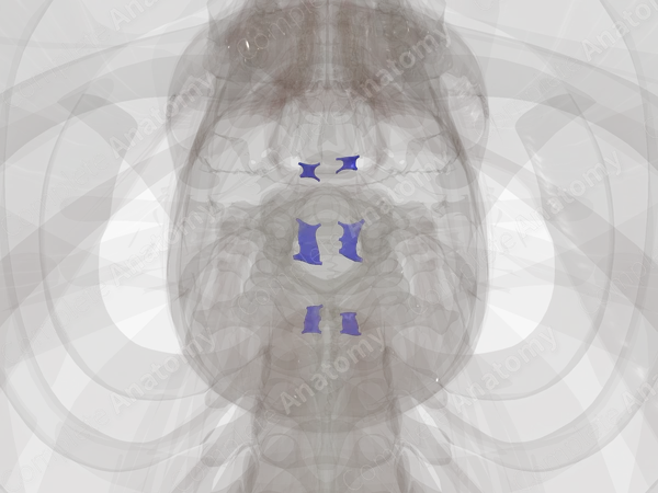 Lateral Lacunae