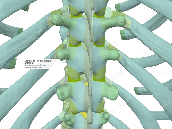 Lamina of Tenth Thoracic Vertebra (Left)