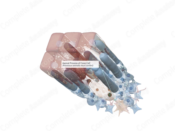 Axonal Process of Cone Cell