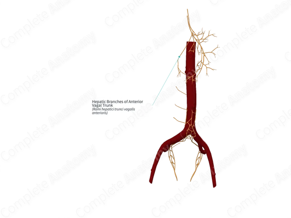 Hepatic Branches of Anterior Vagal Trunk