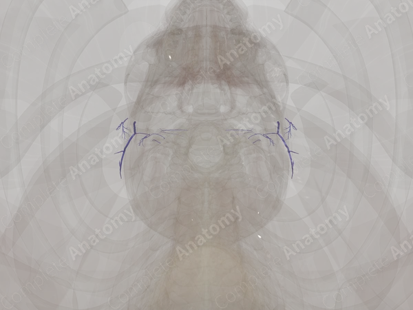 Veins of Ear