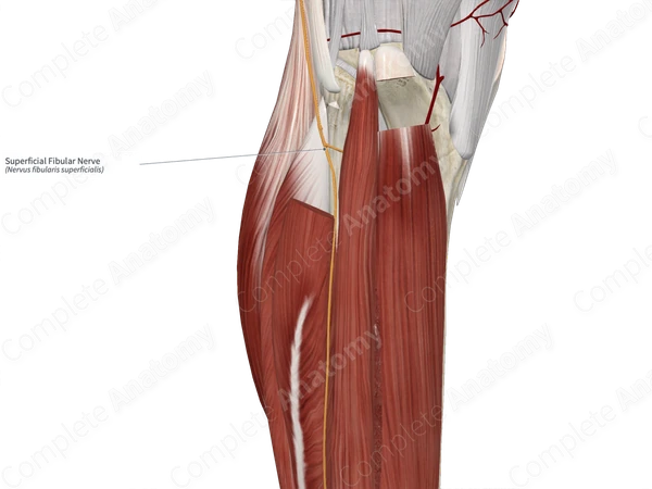 Superficial Fibular Nerve