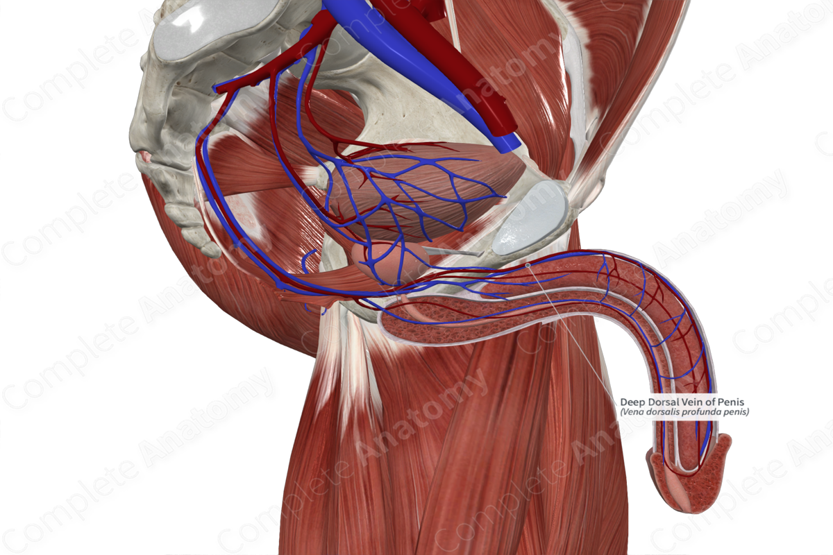 Deep Dorsal Vein of Penis