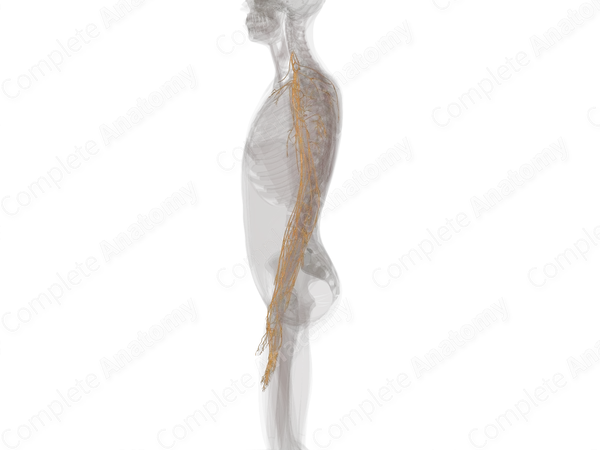 Nerves of Upper Limb (Left)
