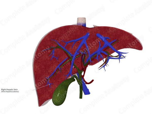 Right Hepatic Vein