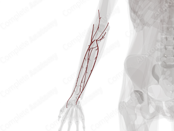Arteries of Forearm (Left)