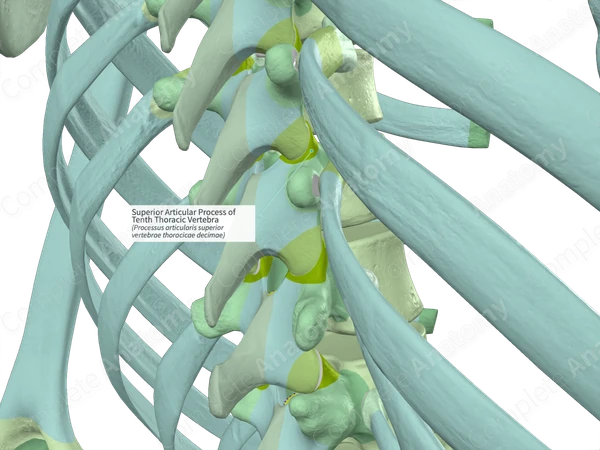 Superior Articular Process of Tenth Thoracic Vertebra (Right)