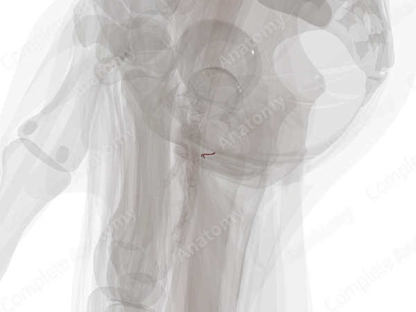 Arteries of Urethra