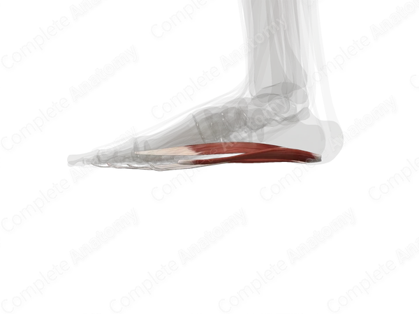 First Layer of Muscles of Plantar Part of Foot (Left)