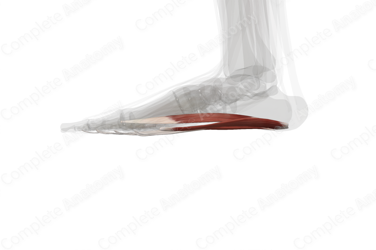 First Layer of Muscles of Plantar Part of Foot (Left)