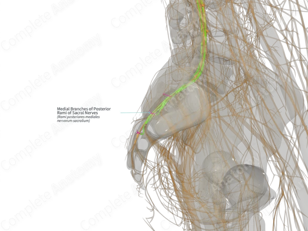 Medial Branches of Posterior Rami of Sacral Nerves (Right)