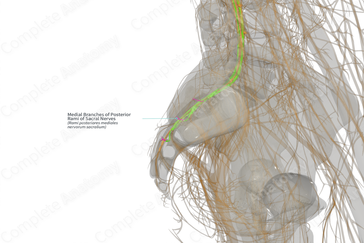 Medial Branches of Posterior Rami of Sacral Nerves (Right)