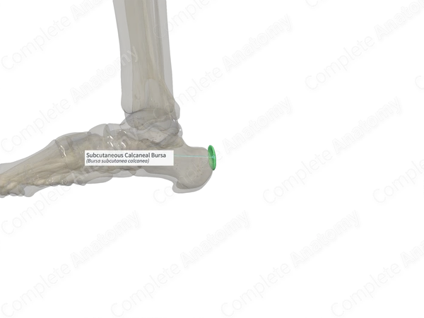 Subcutaneous Calcaneal Bursa (Right)
