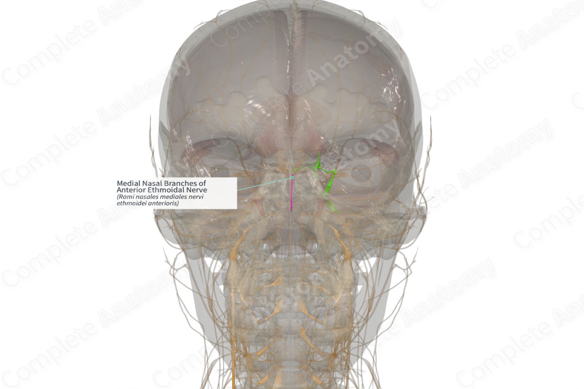 Medial Nasal Branches of Anterior Ethmoidal Nerve (Right)