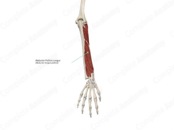 Abductor Pollicis Longus 
