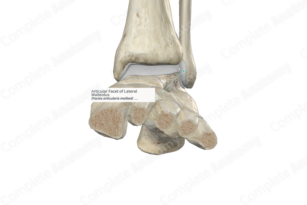 Articular Facet of Lateral Malleolus 