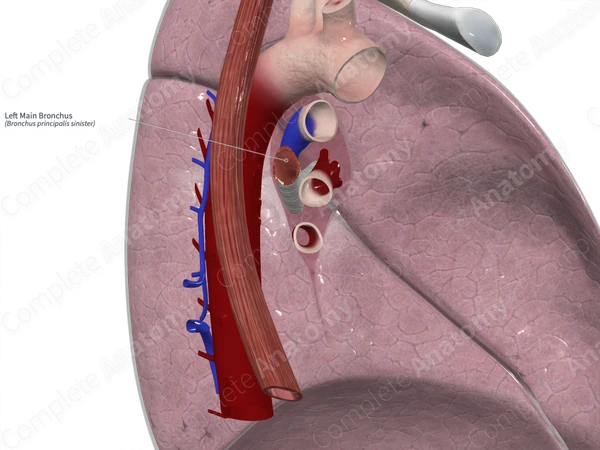 Left Main Bronchus