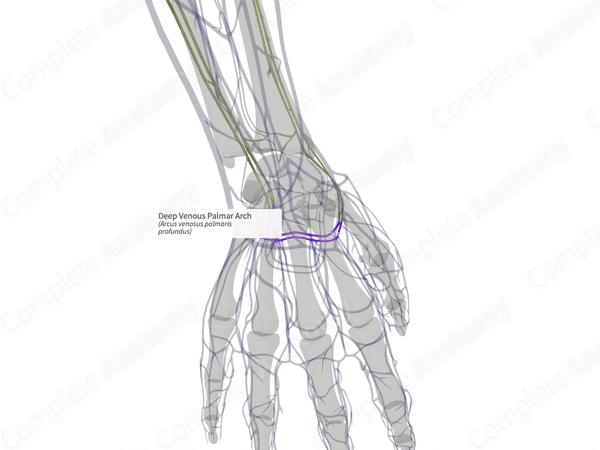Deep Venous Palmar Arch (Right)