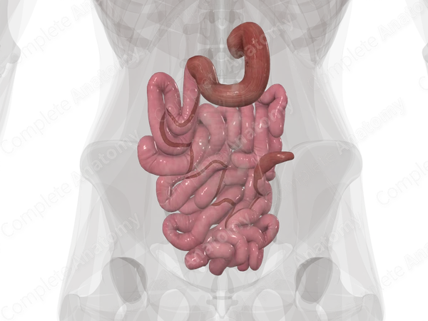 Small Intestine