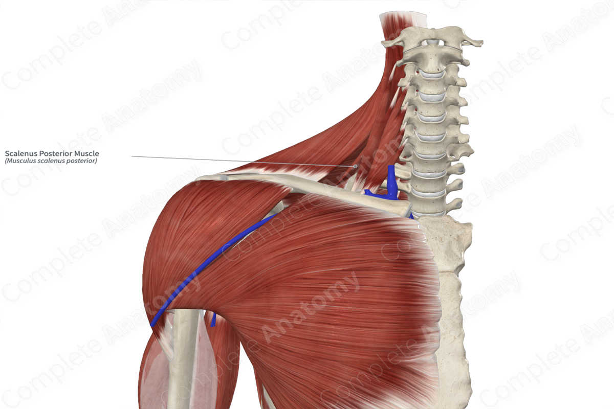 Scalenus Posterior Muscle 