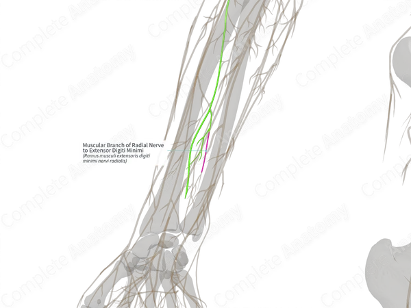 Muscular Branch of Radial Nerve to Extensor Digiti Minimi (Left)
